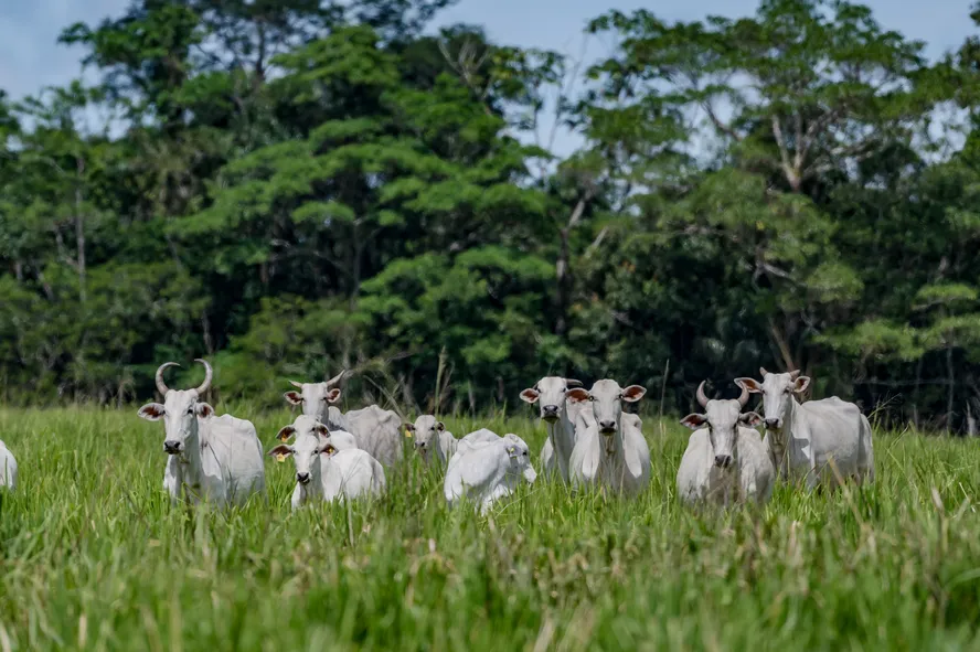 Como a agropecuária devasta as áreas de floresta e de comunidades tradicionais no Brasil?