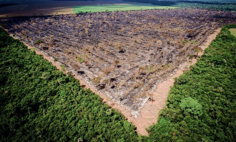 Crédito privado ao agro cresce e especialistas veem vácuo de regras antidesmate