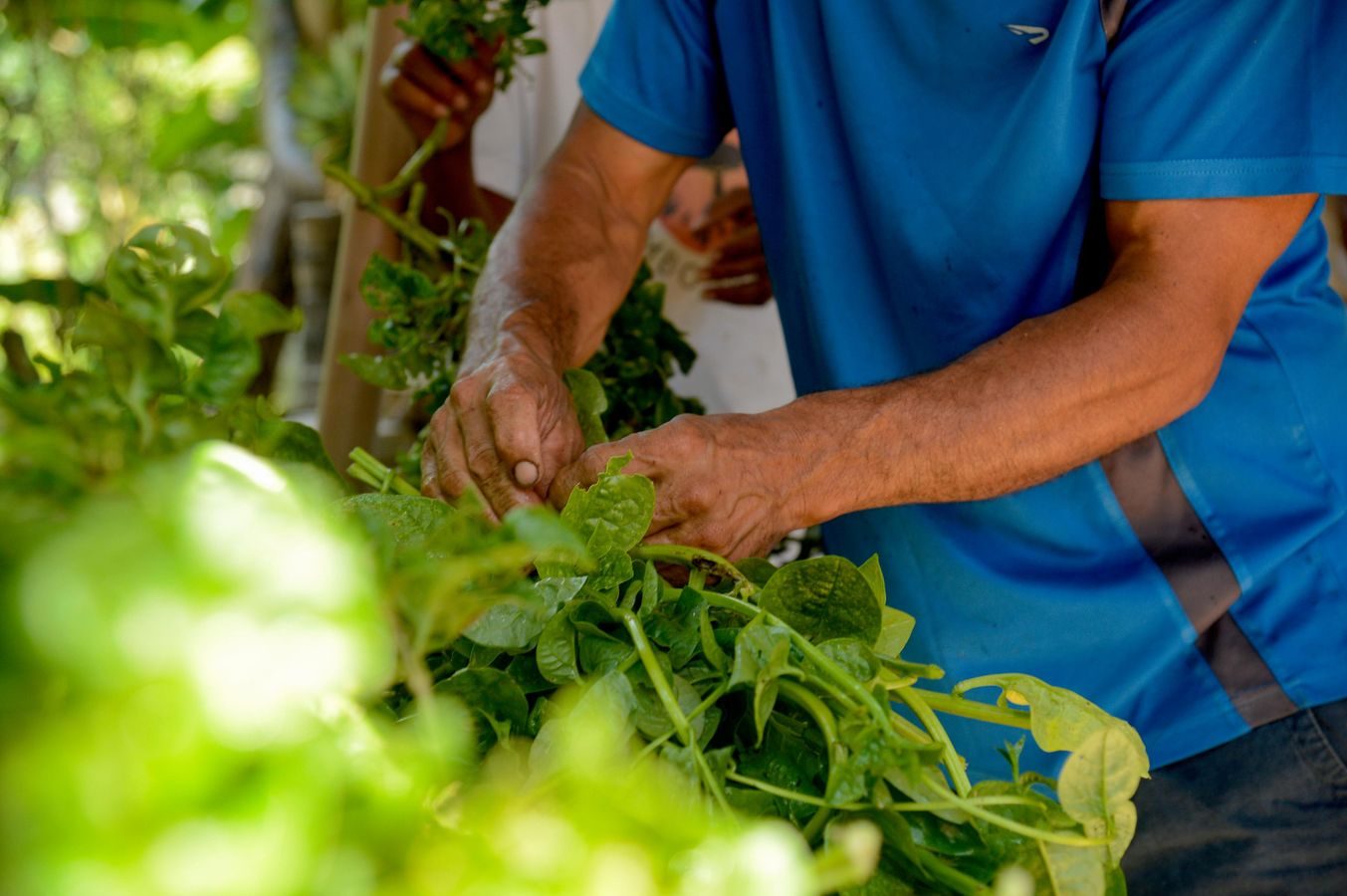 IA do MST vira referência no Sul Global e expõe desafio tecnológico da agricultura familiar