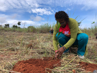 Mulheres plantaram 200 mudas no Bosque da Resistência, localizado no Acampamento 8 de Março, Planaltina (DF).
Foto: Camila Araújo.