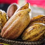 IV Feira Nacional Da Reforma Agrária, Foto: Mykesio Max