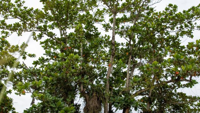 Plantio de árvores marca a celebração de 14º aniversário do assentamento Dênis Gonçalves,Minas Gerais, Foto: Dowglas Silva