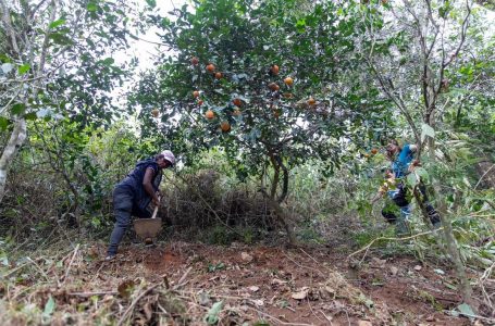 Juiz de Fora (MG), Famílias Assentadas e Acampadas, realizaram roçado preparando a terra para o plantio, manejo do pomar, afim de melhorar a qualidade da produção. Foto: @saragehren