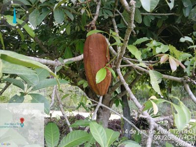 Reginal Extrem Sul da Bahia, Escola Popular de Agroecologia e Agrofloresta Egídio Brunetto, através da Equipe Técnica do Projeto de Restauração, está realizando a coleta de sementes nativas para a produção de mudas no viveiro da Escola, Foto: MST-BA