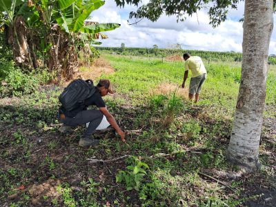 Reginal Extrem Sul da Bahia, Escola Popular de Agroecologia e Agrofloresta Egídio Brunetto, através da Equipe Técnica do Projeto de Restauração, está realizando a coleta de sementes nativas para a produção de mudas no viveiro da Escola, Foto: MST-BA