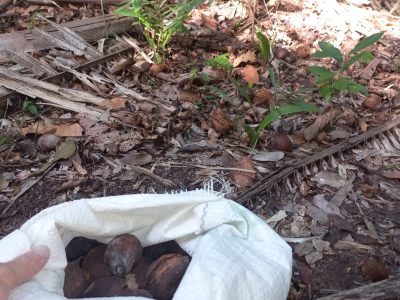 Reginal Extrem Sul da Bahia, Escola Popular de Agroecologia e Agrofloresta Egídio Brunetto, através da Equipe Técnica do Projeto de Restauração, está realizando a coleta de sementes nativas para a produção de mudas no viveiro da Escola, Foto: MST-BA