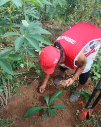 Assentamento Jaci Rocha, no município de Prado, Regional Extremo Sul da Bahia, pantou um pé de jenipapo como homenagem ao Pepe Mujica, Foto: MST-BA